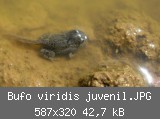 Bufo viridis juvenil.JPG