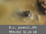 B.v. juvenil.JPG