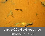 Larve-25.01.06-web.jpg