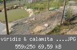 viridis & calamita Anlage.JPG