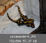 salamander4.JPG