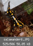 salamander6.JPG