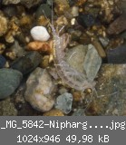 _MG_5842-Niphargus-6.jpg