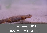 T.carnifex.JPG