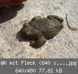 WK mit Fleck (640 x 480).jpg