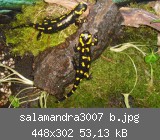 salamandra3007 b.jpg