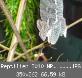 Reptilien 2010 NR. 1 009.JPG