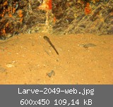 Larve-2049-web.jpg