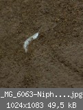 _MG_6063-Niphargus-4-im-Sediment.jpg