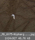 _MG_6075-Niphargus-2-mit-Spuren.jpg