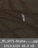 _MG_6071-Niphargus-8.jpg