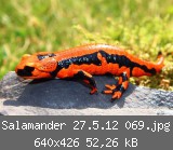 Salamander 27.5.12 069.jpg