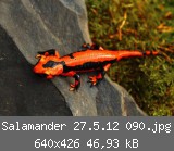 Salamander 27.5.12 090.jpg