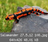 Salamander 27.5.12 108.jpg