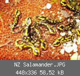 NZ Salamander.JPG