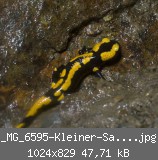 _MG_6595-Kleiner-Salamander-am-Wasser.jpg