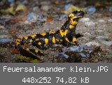 Feuersalamander klein.JPG