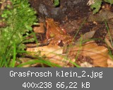 Grasfrosch klein_2.jpg
