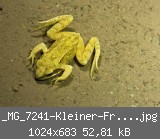_MG_7241-Kleiner-Frosch.jpg