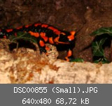 DSC00855 (Small).JPG