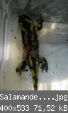 Salamander_verkleinert_1.jpg