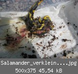 Salamander_verkleinert_2.jpg