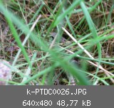 k-PTDC0026.JPG