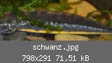 schwanz.jpg