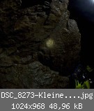 DSC_8273-Kleiner-Feuersalamander-an-Wand.jpg