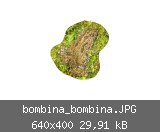 bombina_bombina.JPG
