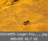 DSC04855-Junger-Feuersalamander-umgewandelt-Ausschnitt-w.jpg