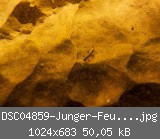 DSC04859-Junger-Feuersalamander-umgew-Draufsicht-w.jpg