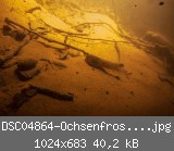 DSC04864-Ochsenfroschlarve-w.jpg
