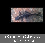 salamander rcken.jpg