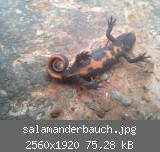 salamanderbauch.jpg