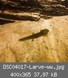DSC04017-Larve-ww.jpg