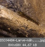 DSC04484-Larve-nher-Ausschnitt-w.jpg