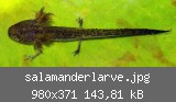 salamanderlarve.jpg