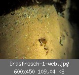 Grasfrosch-1-web.jpg