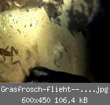 Grasfrosch-flieht--web-1.jpg