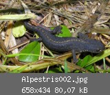 Alpestris002.jpg