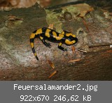 Feuersalamander2.jpg