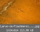 Larve-im-Flachbereich web.jpg