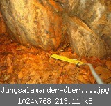 Jungsalamander-ber-Wasser-web.jpg