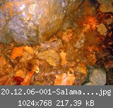 20.12.06-001-Salamander-web.jpg